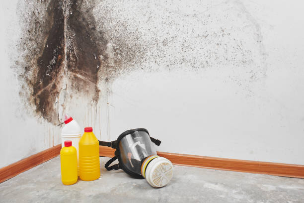 Best Insurance-Related Mold Remediation in Hallsville, TX