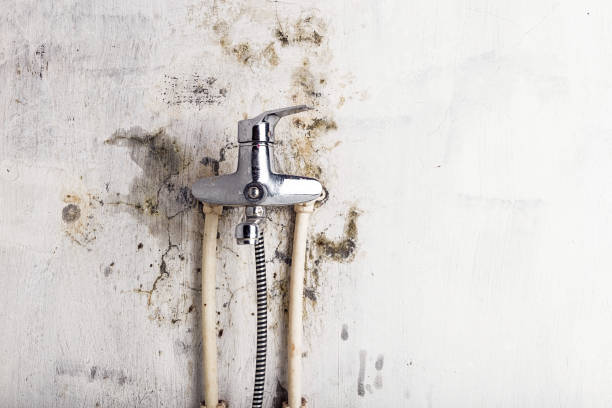 Best Industrial Mold Remediation in Hallsville, TX