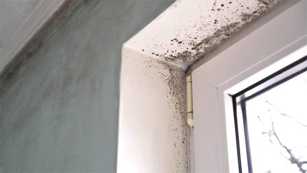 Best HVAC Mold Remediation in Hallsville, TX