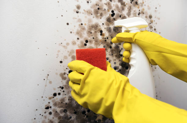Professional Mold Remediation in Hallsville, TX