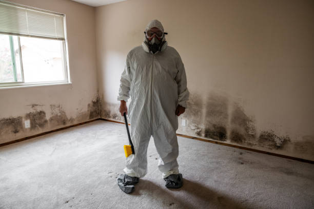 Trusted Hallsville, TX Mold Remediation Experts