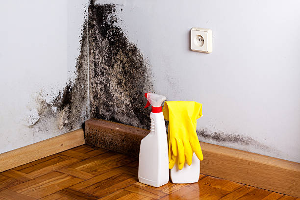 Best DIY Mold Remediation Support Services in Hallsville, TX