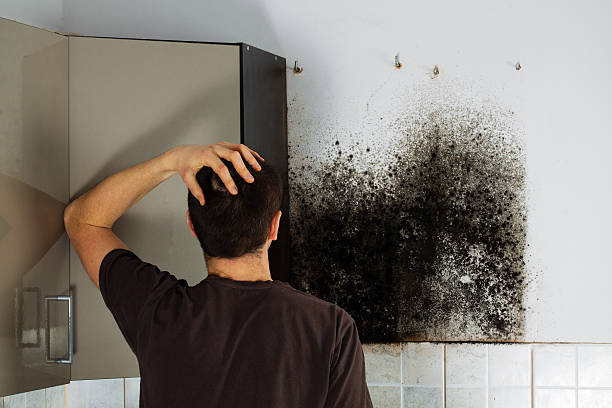 Best Mold Remediation for Schools in Hallsville, TX