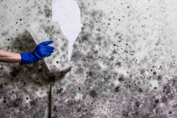 Best Mold Remediation for Specific Building Types in Hallsville, TX